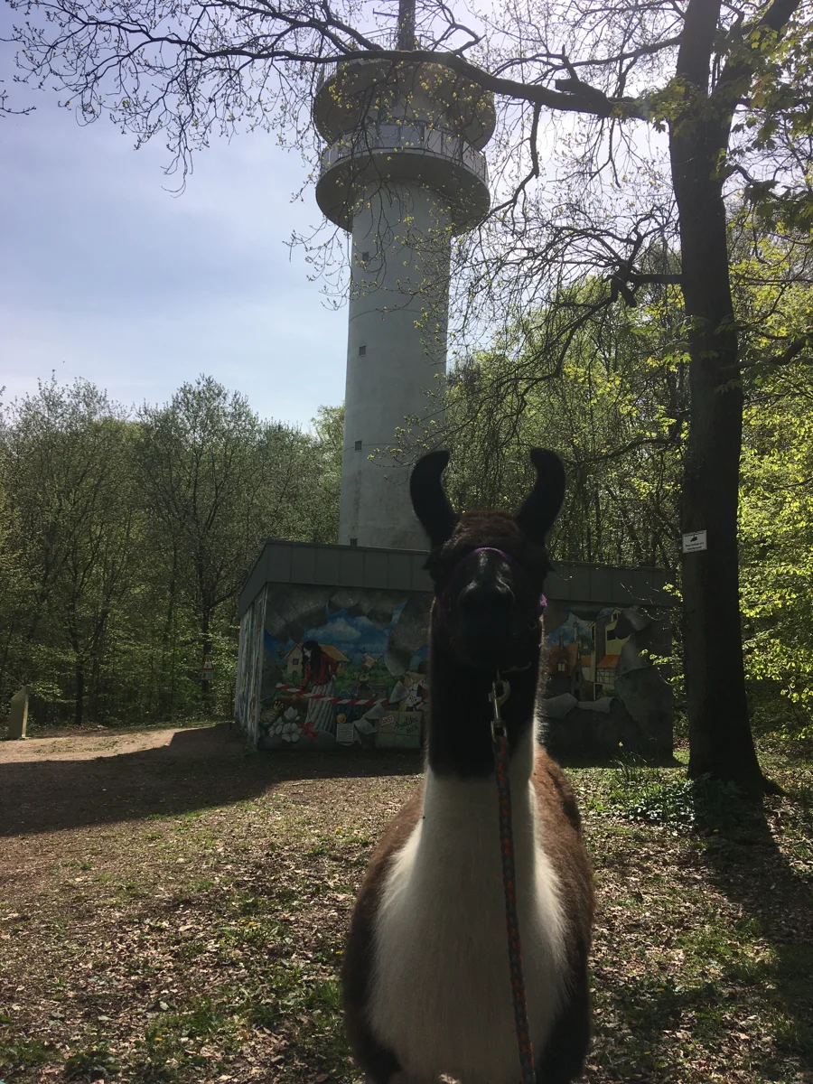 Große Lama-Wiehengebirgswanderung mit Picknick
