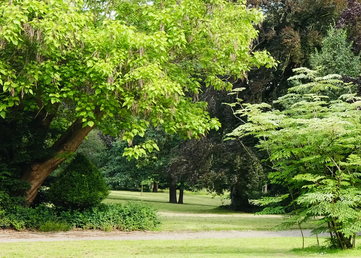 Yoga im Bürgerpark