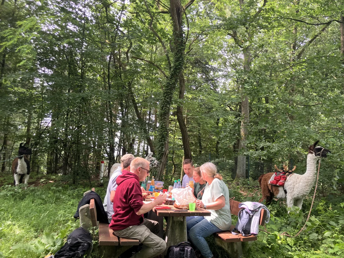 Veranstaltungen in Osnabrück und Umgebung am 26.09.2026 Große Lama-Wiehengebirgswanderung mit Picknick