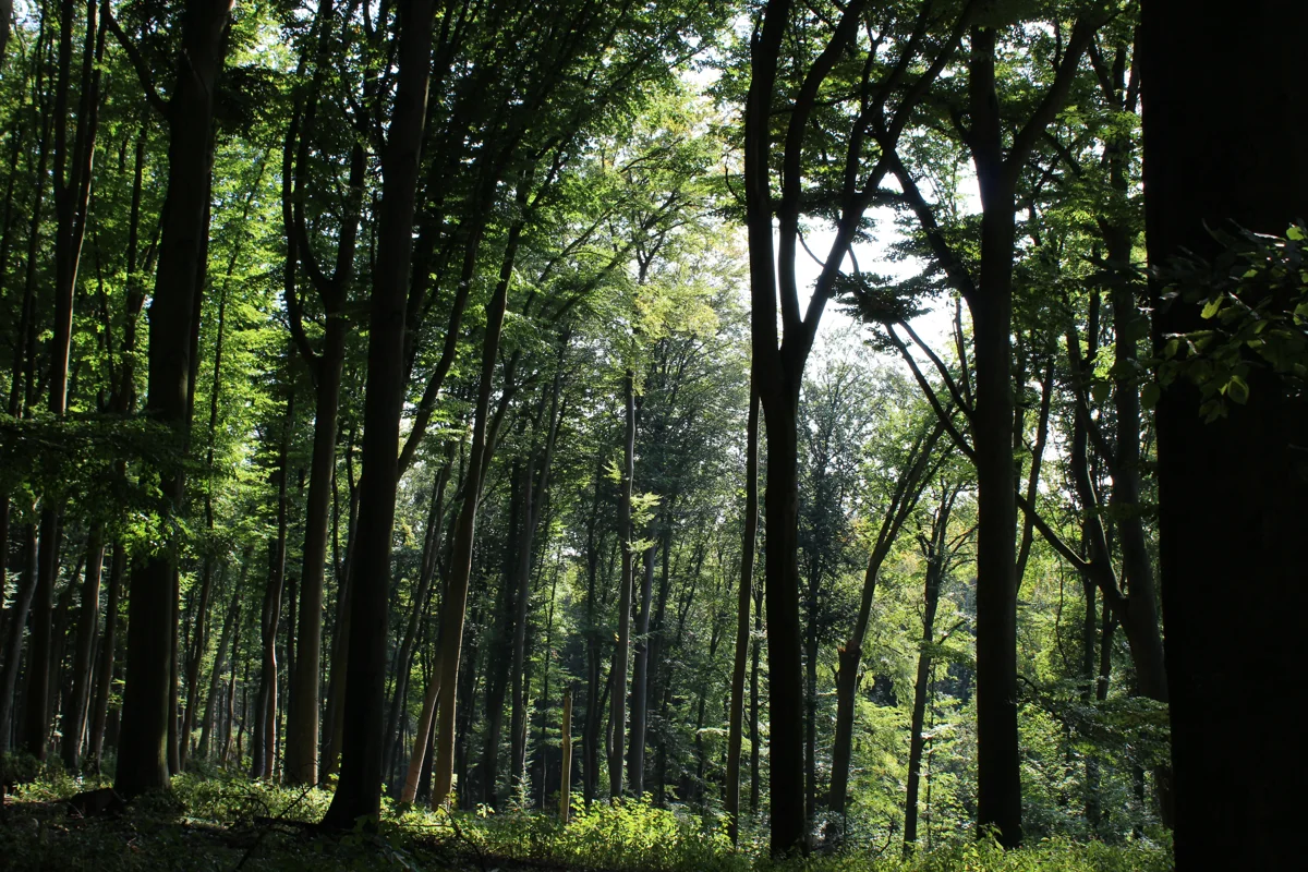Montagswanderung auf den Urberg