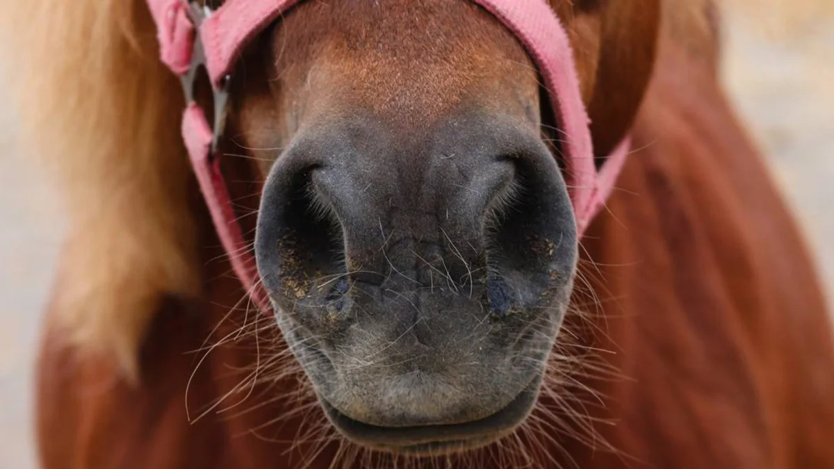 Norddeutscher Ponymarkt Hunteburg